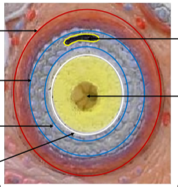 <p>Identify the outer blue layer. </p>