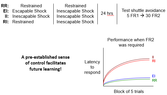 <p><strong>Groups: </strong></p><ol><li><p>EI = Escapable → Inescapable </p></li><li><p>II = Inescapable only </p></li><li><p>RI = control </p></li></ol><p><strong>What happens: </strong></p><ol><li><p>Animal gets ES → learns I can control </p></li><li><p>Later gets IE → no control is possible </p></li></ol><p><strong>Findings: </strong></p><ul><li><p>Animals with prior control stilly try to escape + resist helplessness </p></li></ul><p></p><p></p>