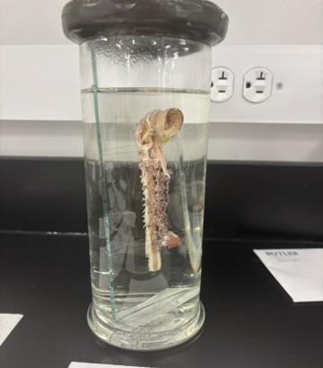 <p>What is this (phylum, subphylum, superclass, common name [who has it and what is it made of)?</p>