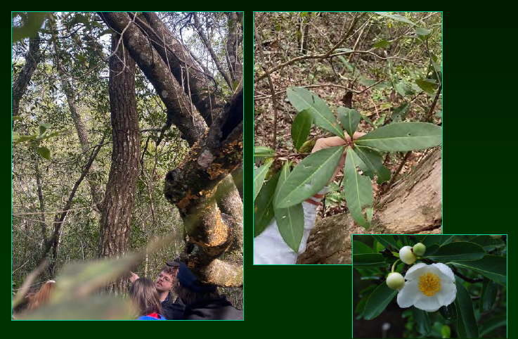 <p>•</p><p>Theaceae</p><p>•</p><p>Bayheads/baygalls</p><p>•</p><p>Key Characters:</p><p>•</p><p>Serrate evergreen leaves</p><p>•</p><p>Grey, furrowed bark</p><p>•</p><p>Dense, narrow crown</p>