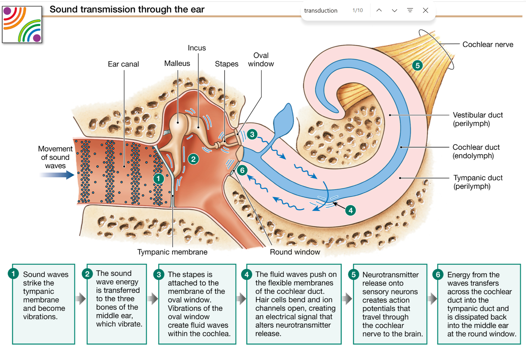 <p>Hearing is a complex sense that involves multiple transductions</p><ol><li><p>Sound waves striking the outer ear are directed down the ear canal until they hit the tympanic membrane and cause it to vibrate (first transduction).</p></li><li><p>As the stapes vibrates, it pulls and pushes on the thin tissue of the oval window, to which it is attached. Vibrations at the oval window create waves in the fluid-filled channels of the cochlea (second transduction).</p></li><li><p>Movement of the cochlear duct opens or closes ion channels on hair cell membranes, creating electrical signals (third transduction).</p></li><li><p>These electrical signals alter neurotransmitter release (fourth transduction).</p></li><li><p>Neurotransmitter binding to the primary auditory neurons initiates action potentials (fifth transduction) that send coded information about sound through the cochlear branch of the vestibulocochlear nerve (cranial nerve VIII) and the brain.</p></li></ol><p></p>