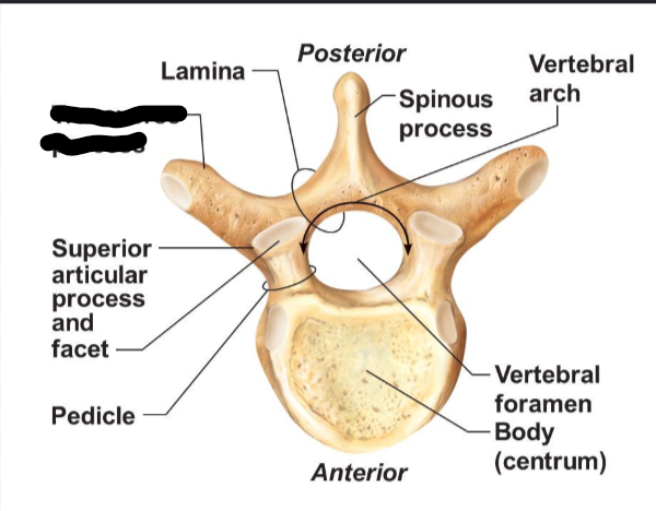 <p>What Boney Feature?</p>