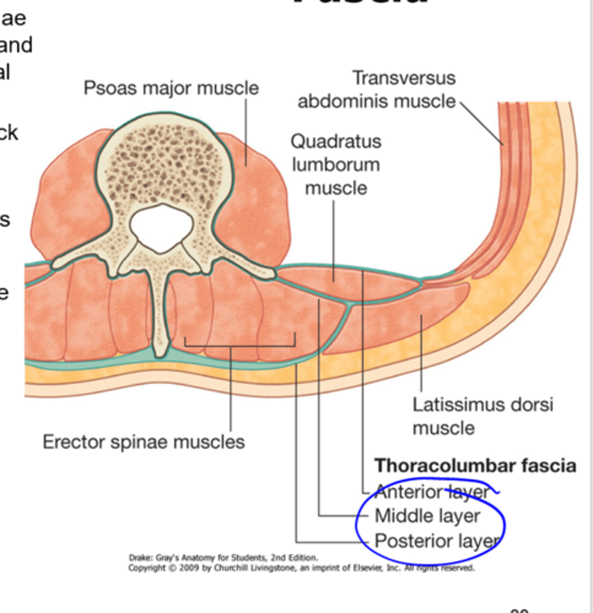 <p>the thoracolumbar fascia is thinner in what area compared to the lumbar area?</p>