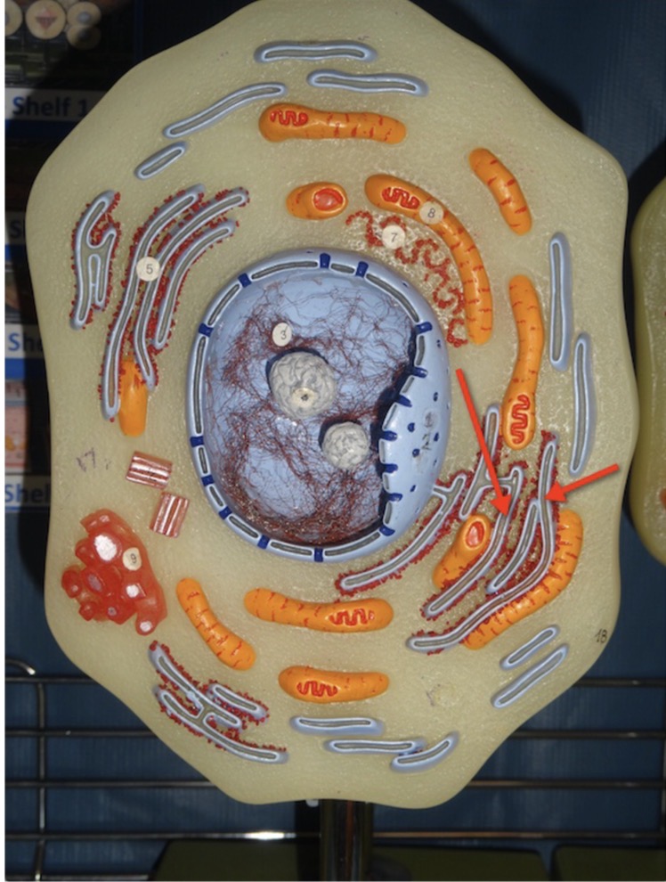 <p>Name the organelle 3</p>