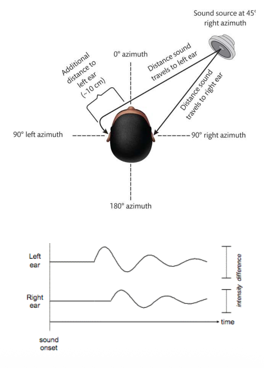 <p><u>Azimuth: Binaural Cues</u></p><p class="p2">Binaural cues: ?</p><p class="p2">What are the 2 types of Binaural cues? What frequency (High/Low) is each cue good for?</p><p class="p2">ITD &amp; ILD provide complementary info about the location of a sound on the <u>horizontal plane (Azimuth)/Vertical plane</u>.</p>