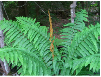 <p>cinnamon fern</p>