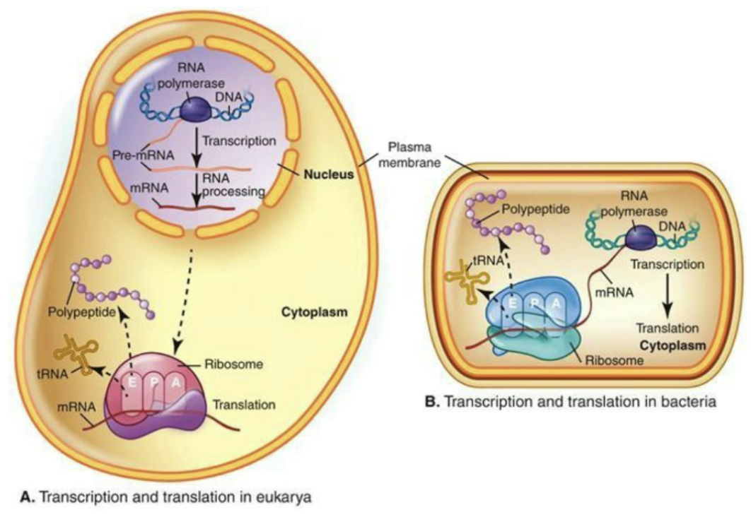 <ul><li><p><strong><em>Transcription and translation coupled in bacteria</em></strong> thanks to lack of nuclear membrane (independent in eukarya)</p></li><li><p>The lack of introns and post transcriptional modification of mRNA also make coupling easier.</p></li><li><p>In bacteria, mRNA has a short half-life so cells can rapidly change protein production in response to environmental changes.</p></li></ul><p></p>