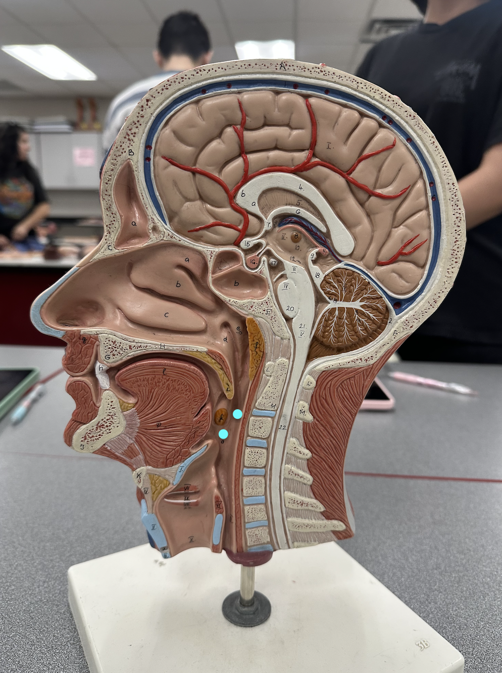 <p><span data-name="blue_circle" data-type="emoji">🔵</span> Identify region</p>