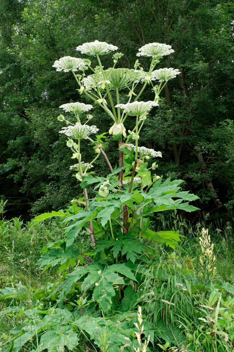 <ul><li><p>invasiver Neophyt</p><ul><li><p>aus Kaukasus</p></li></ul></li><li><p>krautige Pflanze</p></li><li><p>zwei- bis mehrjährig</p></li><li><p>einmalblühend</p></li><li><p>Saft verursacht Quaddeln, Blasen - wie Verbrennungen</p></li></ul><p></p>