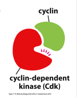 <ul><li><p>Cyclins (major regulators)</p></li><li><p>Phosphorylation (G2/M transitions)</p></li></ul><p></p>