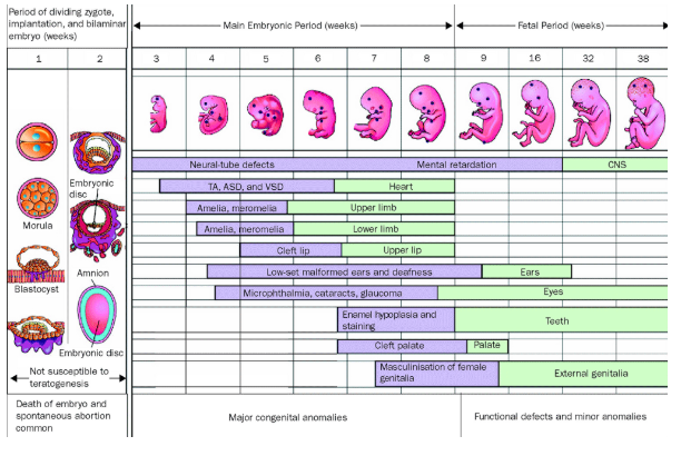 <p><span>When cancer is diagnosed in a pregnant person, life-saving chemotherapy for the pregnant person poses life-threatening concerns for the developing fetus. Depending on the type of cancer and the stage at diagnosis, chemotherapy cannot necessarily be delayed until after delivery. Figure 11 illustrates sensitive periods in fetal development, showing how the impact of the pregnant person’s chemotherapy on development differs during different phases of pregnancy. Safe use of chemotherapy, especially during the second and third trimester, has been reported, and pregnant people with cancer can accept therapy without definite neonatal harm (Cardonick, E. et al., 2004).</span></p><p><strong>Important note about Figure 11: </strong><span>This figure contains terms that are outdated and may be considered offensive, such as “mental retardation.” These terms reflect historical usage and are included here for historical context and completeness. In contemporary practice, we use more respectful and accurate language, such as “intellectual disability.” Please understand that the inclusion of these terms does not reflect current terminology standards or our commitment to respectful and inclusive language.</span></p>