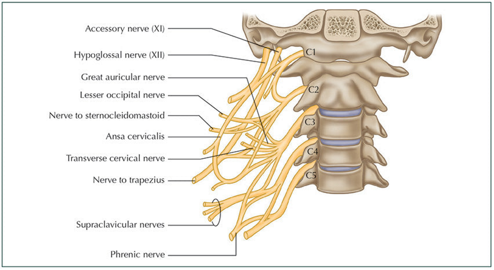 <ul><li><p>A plexus responsible for controlling the neck and diaphragm. </p></li><li><p>A peripheral nerve is phrenic.</p></li></ul><p></p>