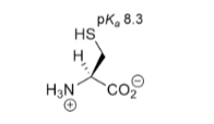 <p>Polar, uncharged R groups</p>
