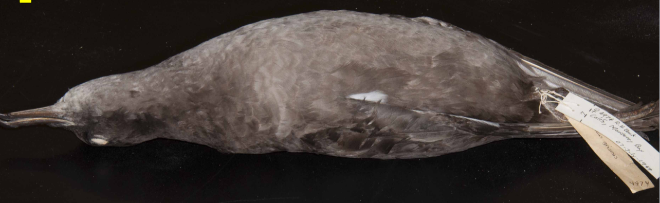 <p>Shearwater </p>