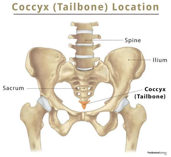 <p>Coccyx <strong>Types of vertebrae</strong></p>