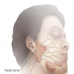 <p>- parotid (25%)</p><p>- submandibular (60%)</p><p>- sublingual (5%)</p>