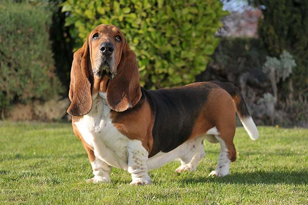 <p>Scenthound </p>