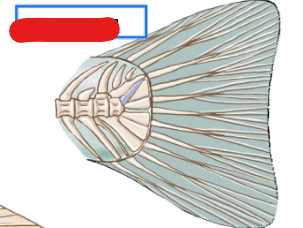 <p>What tail? Ex: Perch</p>