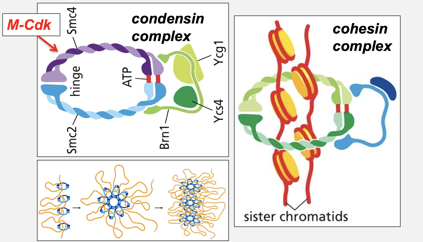 <p>What two related complexes organize chromosomes in M phase?</p>
