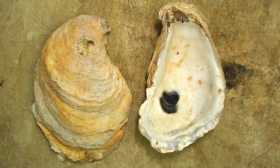 <p>What is the common name and scientific name of this organism </p>