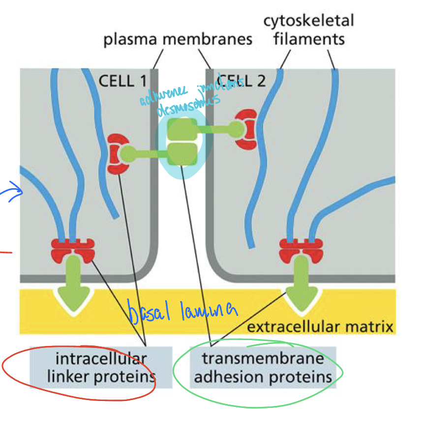 <p>Cell 1 cytoskeleton — linker protein — adhesion protein — adhesion protein of neighbouring cell — linker proteins — cell 2 cytoskeleton </p>