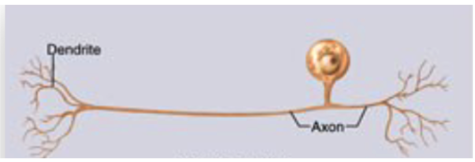 <p><span style="color: rgb(255, 253, 253);">What type of neuron does this image depict<br>a) Multipolar neuron<br>b) Bipolar neuron<br>c) Unipolar neuron<br>d) Anaxonic neuron</span></p>