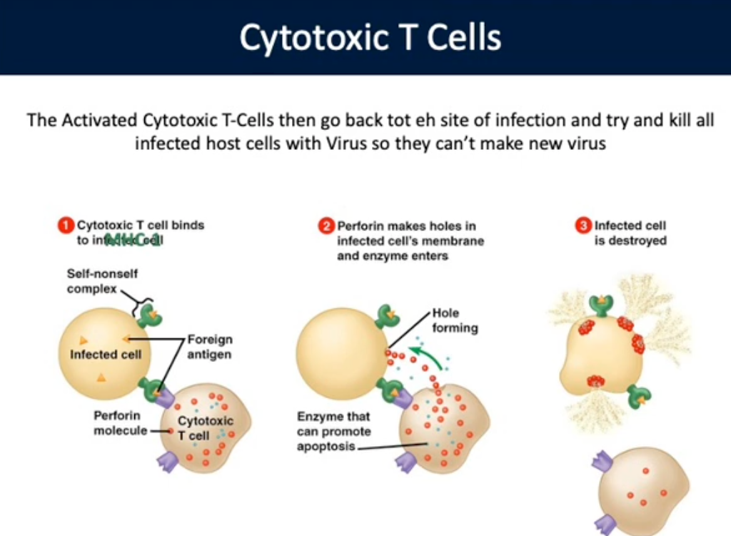 <p>Cytotoxic T-Cells</p>