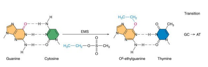 <p>Alkylating agents are compounds that work by adding an alkyl group</p><p>to the guanine base of the DNA molecule, preventing the strands of</p><p>the double helix from linking as they should</p>