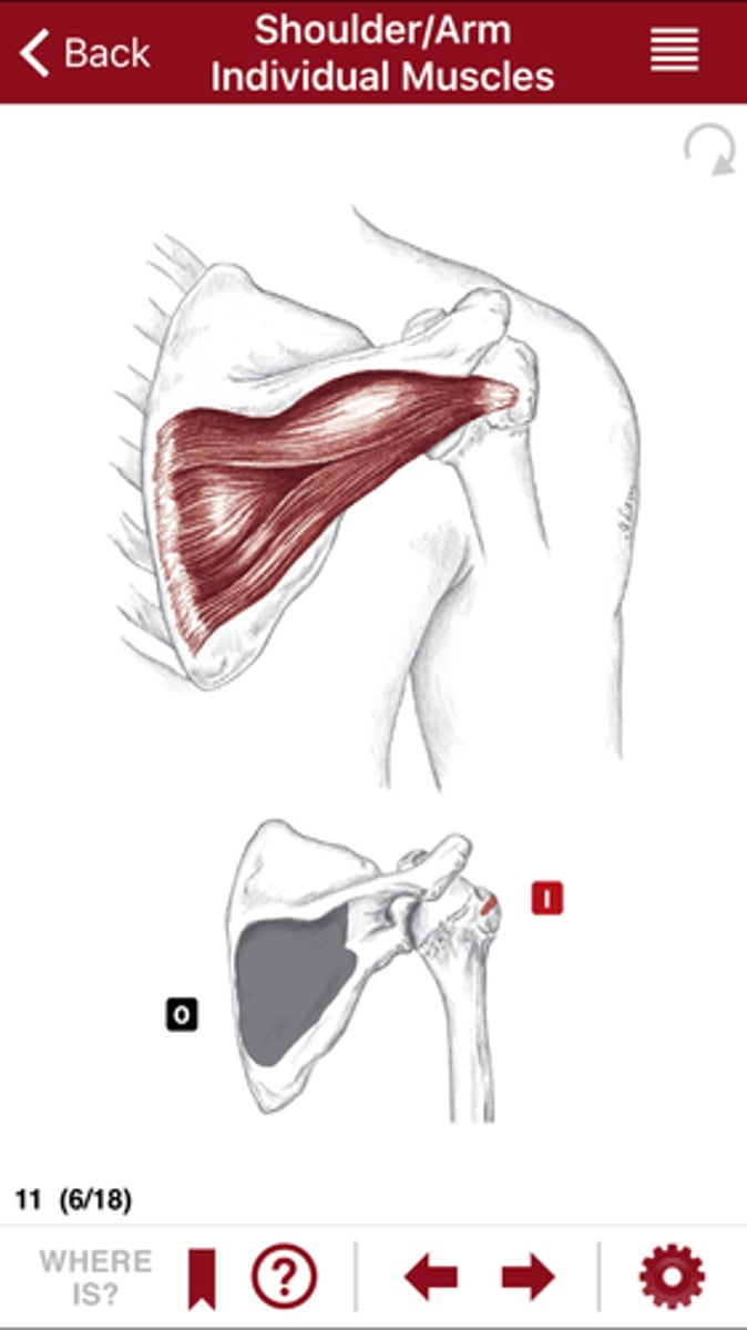 <p>What is this and what does it do? Give an origin and insertion.</p>