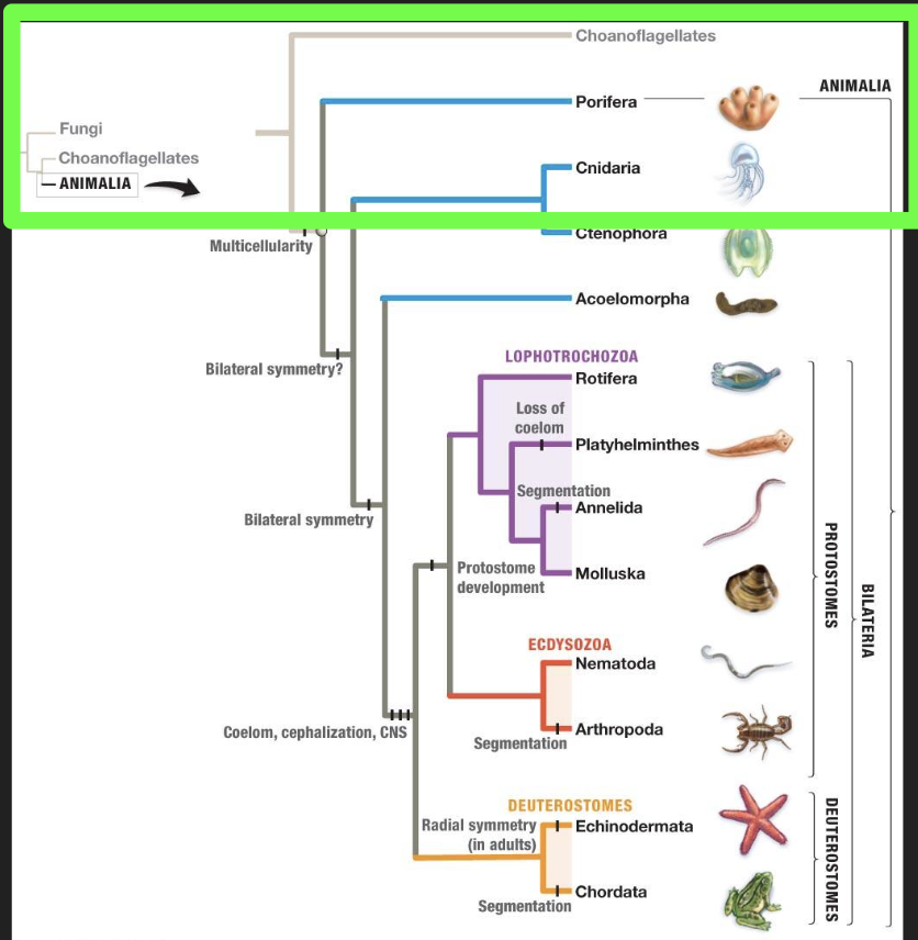 <p>The group of protists calls choanoflagellates</p>