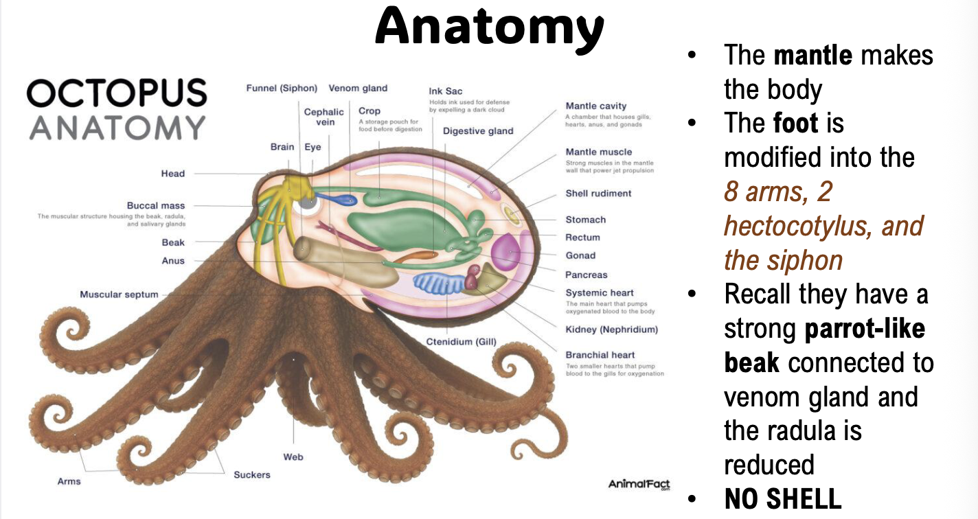<p>in addition,</p><p>they have 3 hearts</p><p>and thier blood contains copper-rich protein, hemocyanin </p><p></p>