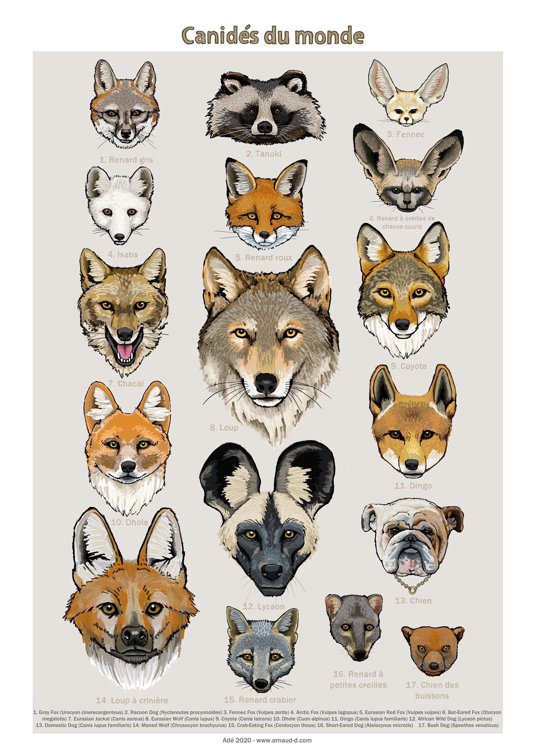 <p>Canidae</p>