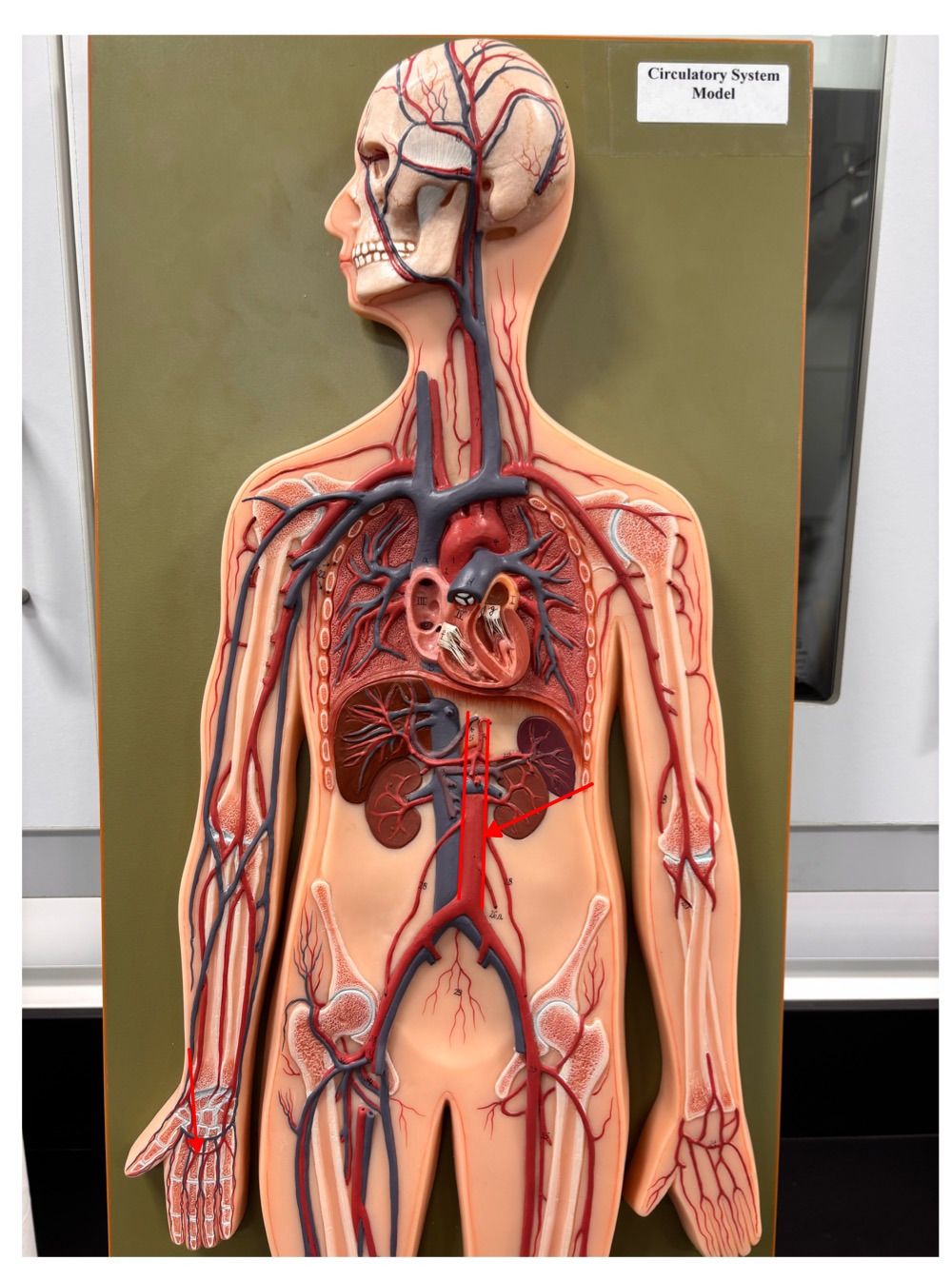 <p>name the blood vessel </p>