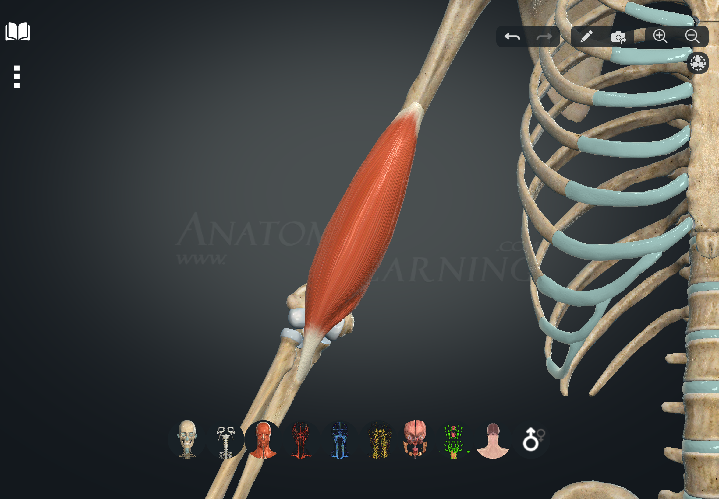 term image