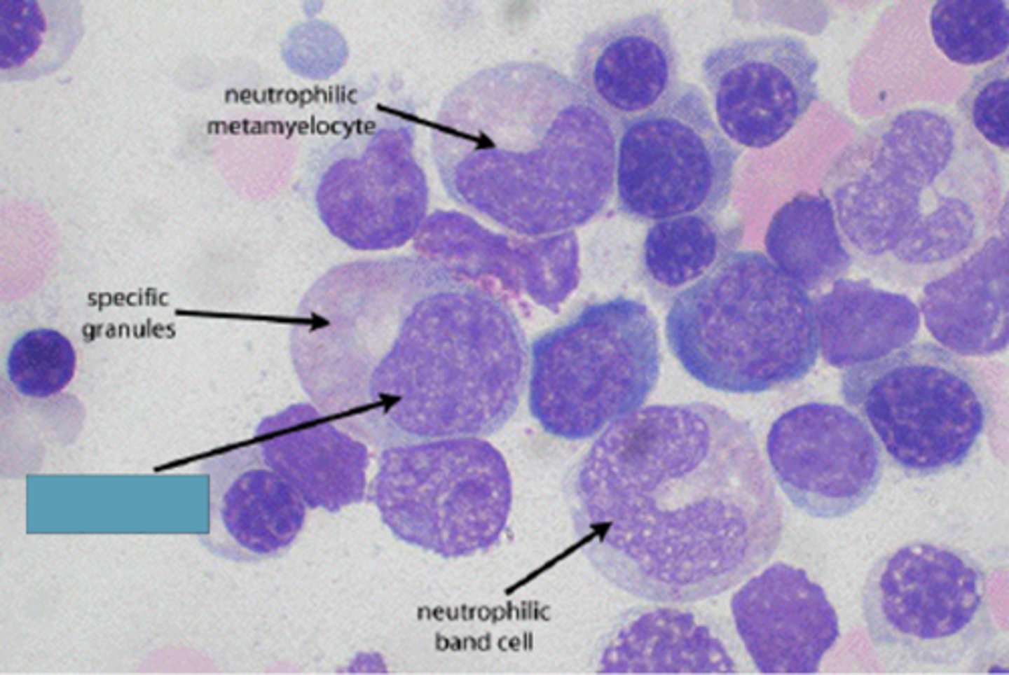 <p>Identify the DEVELOPING Cell</p>