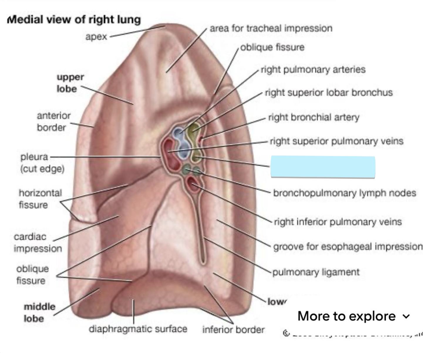 <p>below the right superior lobar bronchus, thicker walls</p><ul><li><p>strucutre</p></li></ul><p></p>
