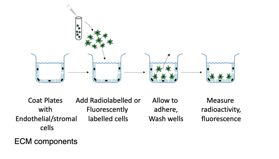 <p>example- measure integrin-mediated cell-cell interactions </p><ol><li><p>coat plates with ECM components</p></li><li><p>add radiolabelled or fluorescently labelles cells</p></li><li><p>allow to adhere, wash wells</p></li><li><p>measure radioactivity/fluorescence</p></li></ol><p></p>