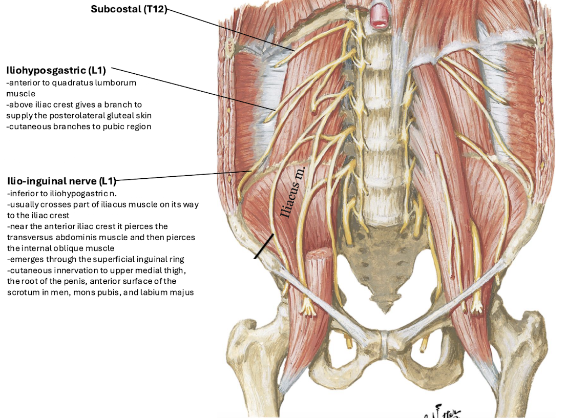 <p>Usually crosses part of the iliacus muscles toward the iliac crest; near the anterior crest line, it pierces the transversus abdominis then the internal oblique muscle.</p>