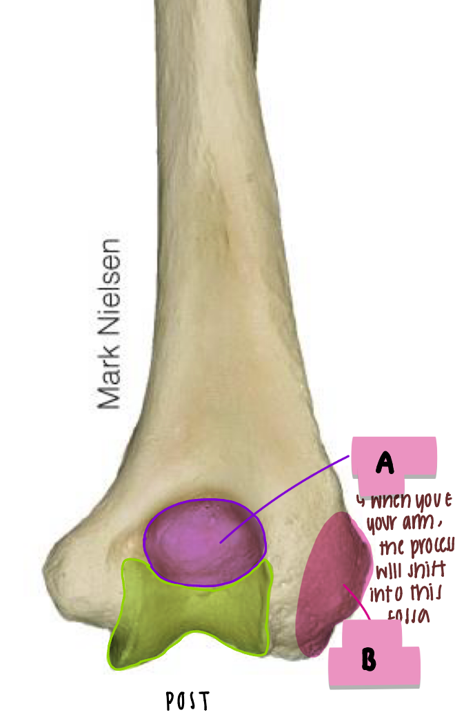 <p><strong>label</strong> the <strong>features</strong> (<strong>post/distal </strong>humerus)</p>