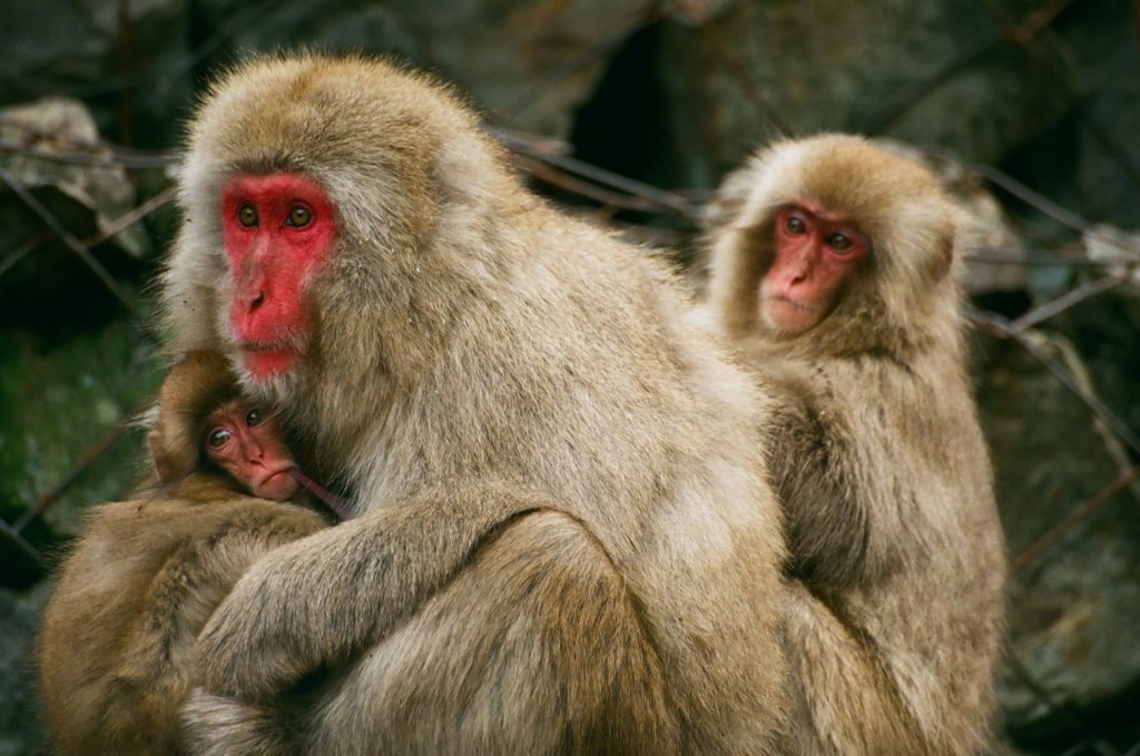 <p>Macaque</p>