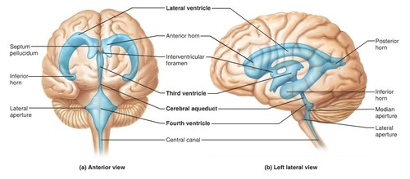 <p>contains cerebral spinal fluid</p>