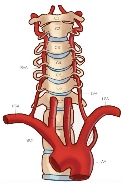 <p><span>头臂干</span></p>