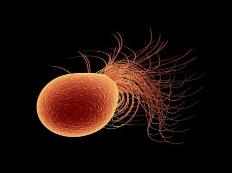 <p><span style="background-color: transparent;"><strong>Pyrococcus Furiosus: Nerve Agent Detoxification</strong></span></p>