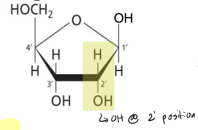 <p>A pentose sugar consisting of 4 hydroxyl groups (OH at C2’) typically used to create RNA</p>