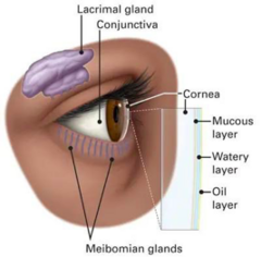 <p>lipid part of tears</p><p>watery part of tears</p>
