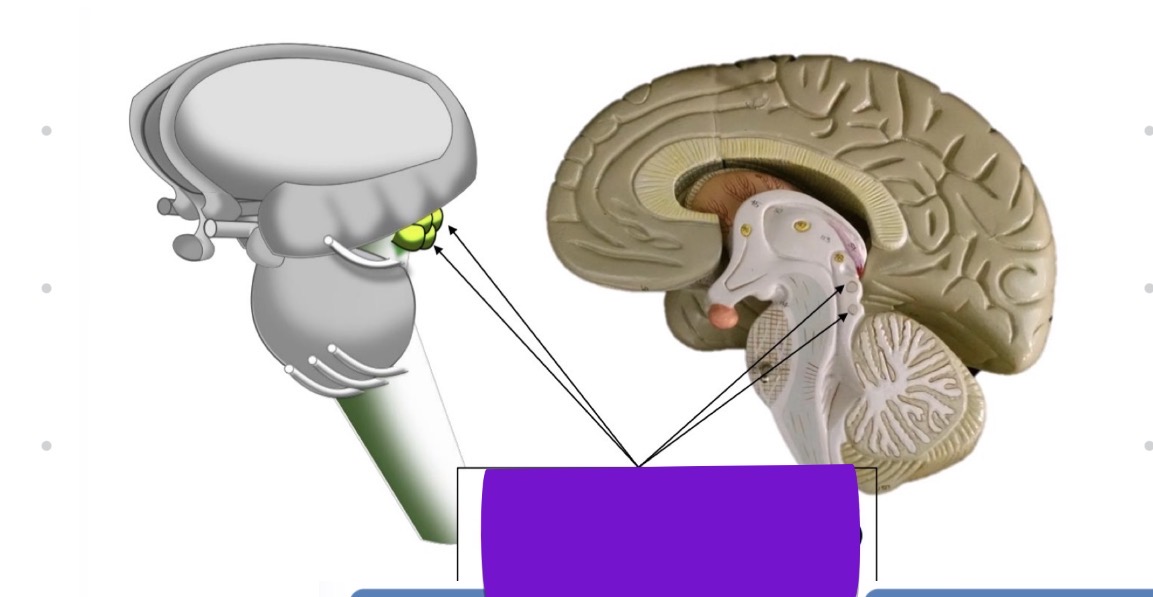 <p>what structure is highlighted in these images</p>