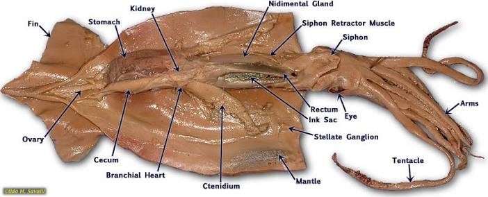 <p>Dissected squid</p>