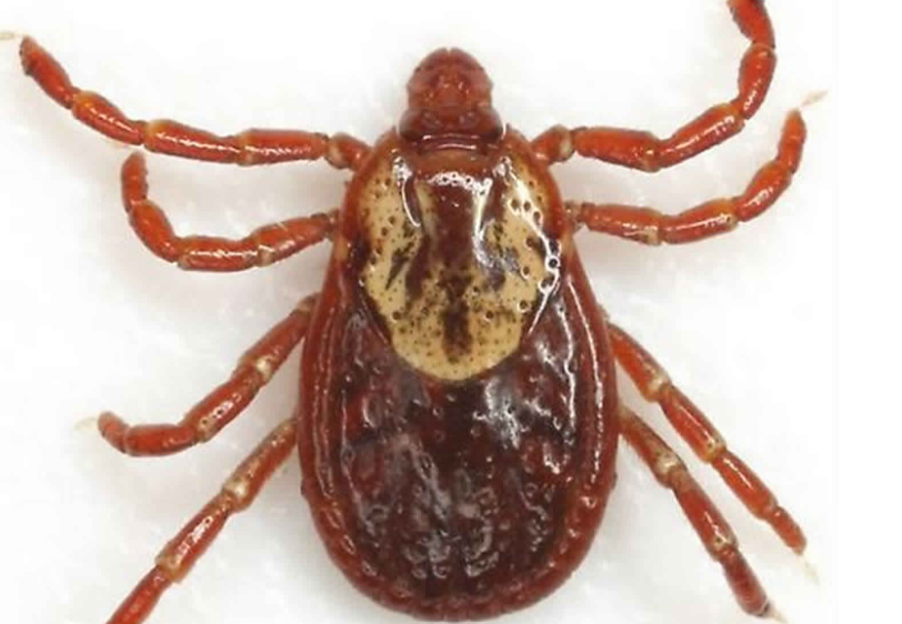 <p>What kind of tick is this</p>