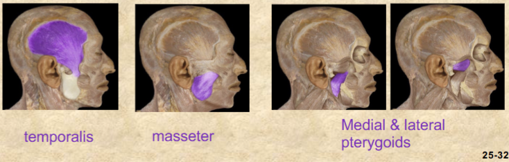 <p>mechanical digestion (breaks down food into smaller particles)</p><p>temporalis, masseter, medial and lateral pterygoids are key muscles involved in mastication</p>
