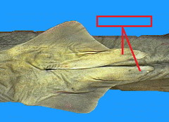 <p>What part of a dogfish is this?</p>